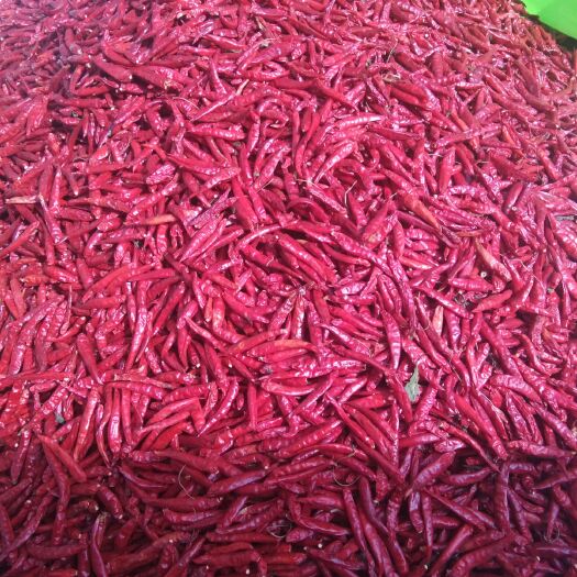 鄢陵县北京红辣椒 2~5cm 红色 中辣