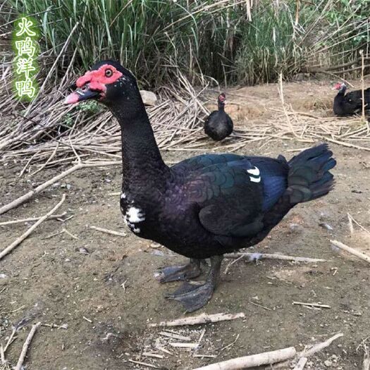 广州火鸭苗