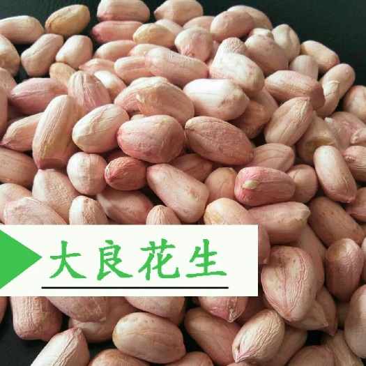 安丘市花育25花生种子 大田用种 ≥95%