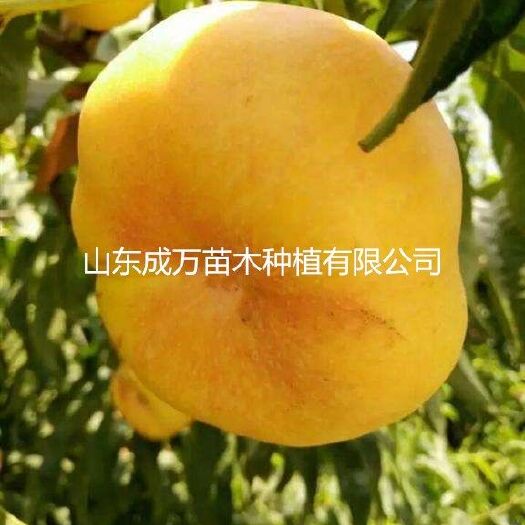 平邑县黄金蟠桃树苗 1~1.5米