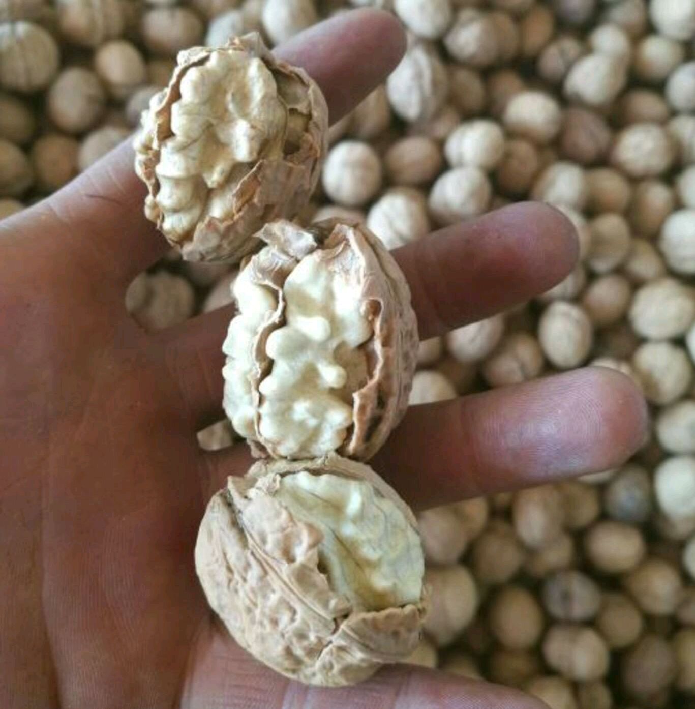 纸皮核桃 云南大姚