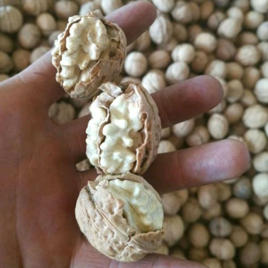 大姚县纸皮核桃 云南大姚