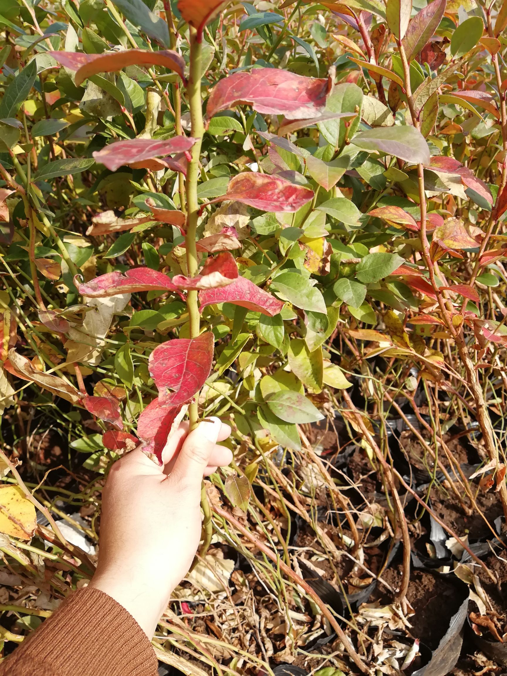 薄雾蓝莓苗 兔眼蓝莓苗批发l25蓝莓苗