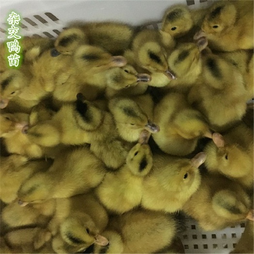广州杂交鸭苗