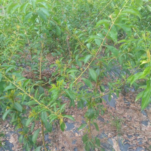 苍溪县蜂糖李树苗 