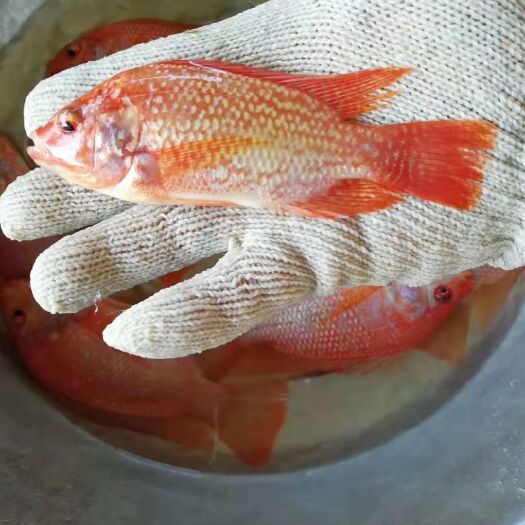 灵山县红罗非鱼苗