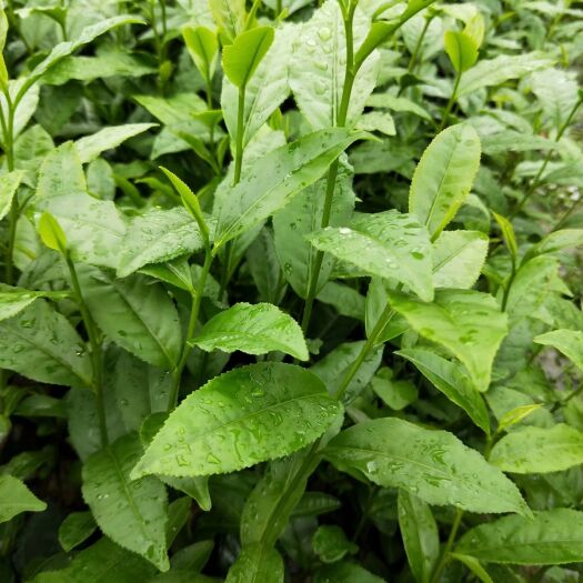 三江县福云六号茶树苗 实生苗 0.5米以下 