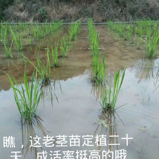 沅陵县茭白种苗  茭白苗，特早熟，无黑心