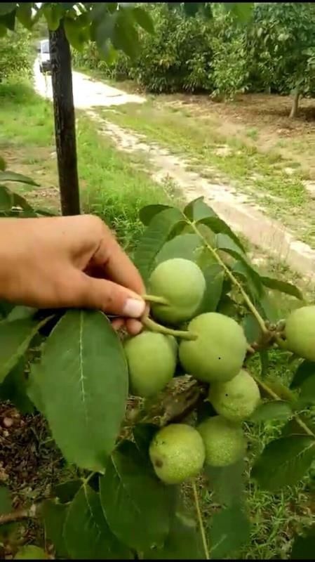 绛县垂玲核桃苗