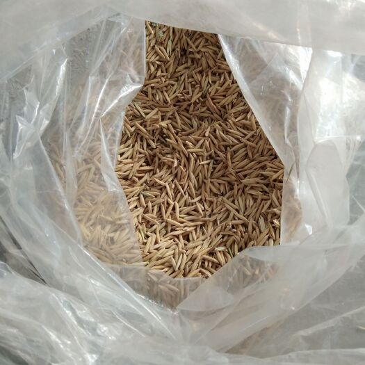 益阳玉针香稻谷 中稻 