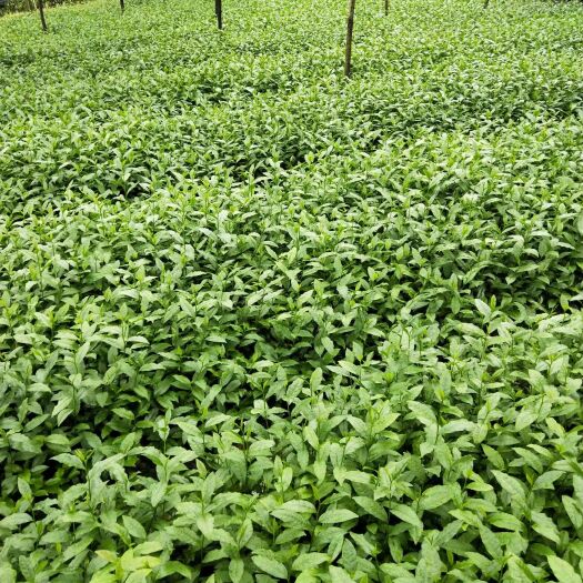 三江县福云六号茶树苗 实生苗 0.5米以下