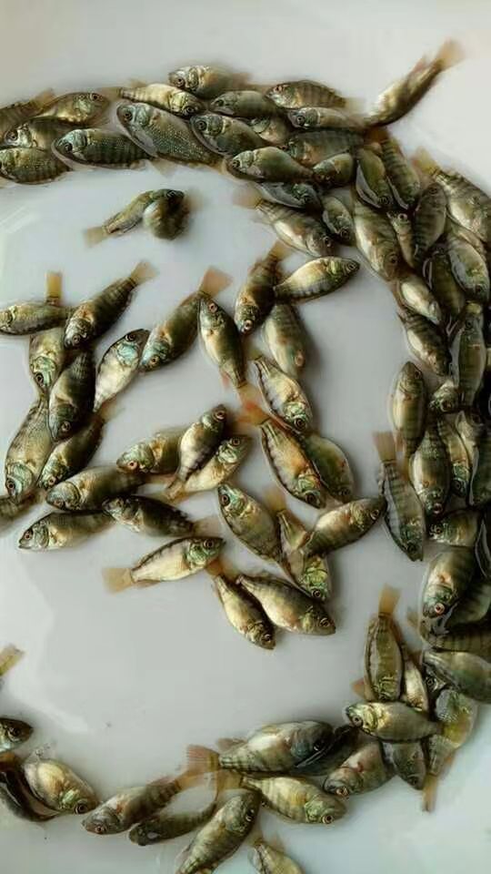 罗非鱼苗