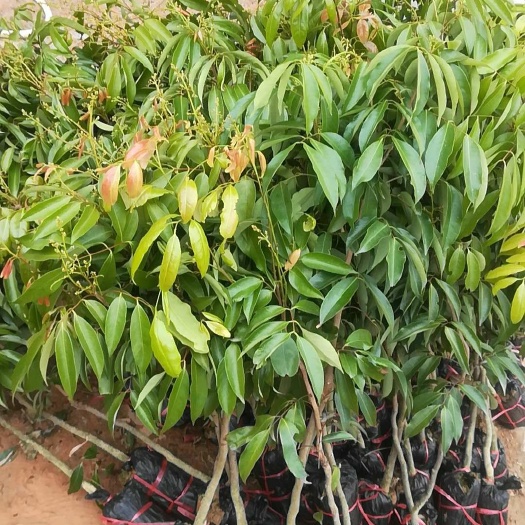 灵山县桂味荔枝苗