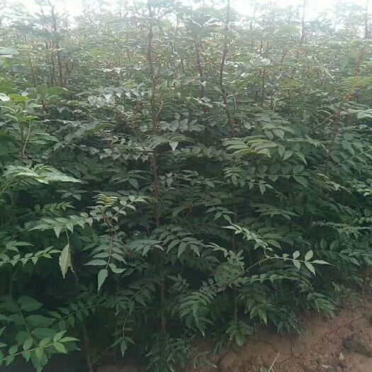绛县大红袍花椒苗