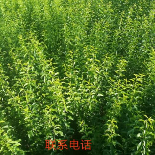 镇宁县蜂糖李树苗 