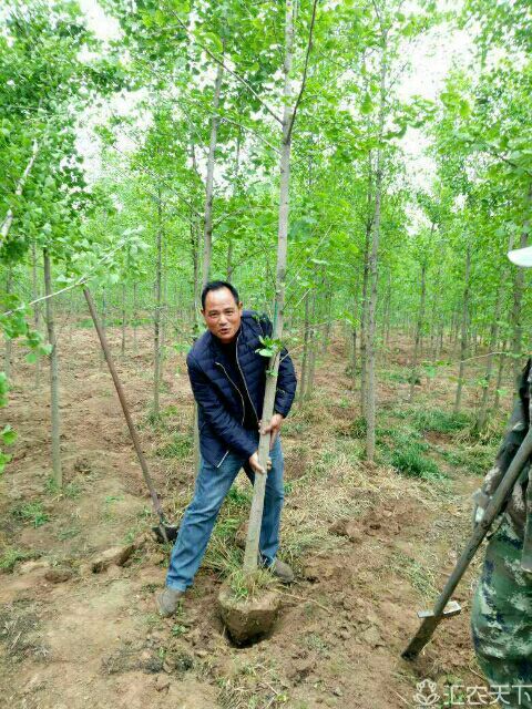 邳州市 5公分银杏树苗，，自产自销，基地直销。