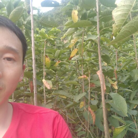 苍溪县红灯樱桃苗