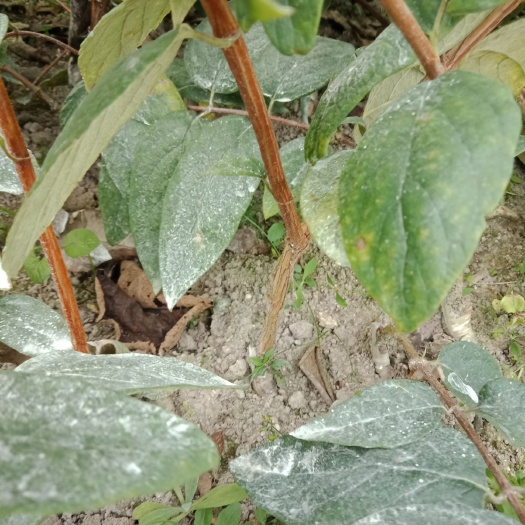 隆回县山银花苗 20~30公分