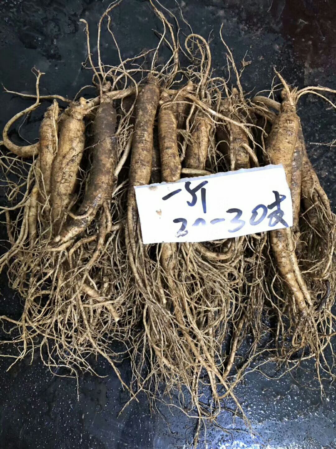 园参  长白山新鲜人参