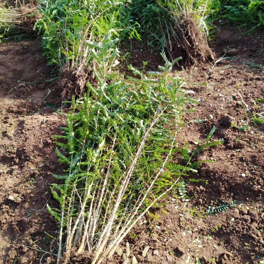 绛县大刺皂角苗，大皂角板，药用皂角树苗