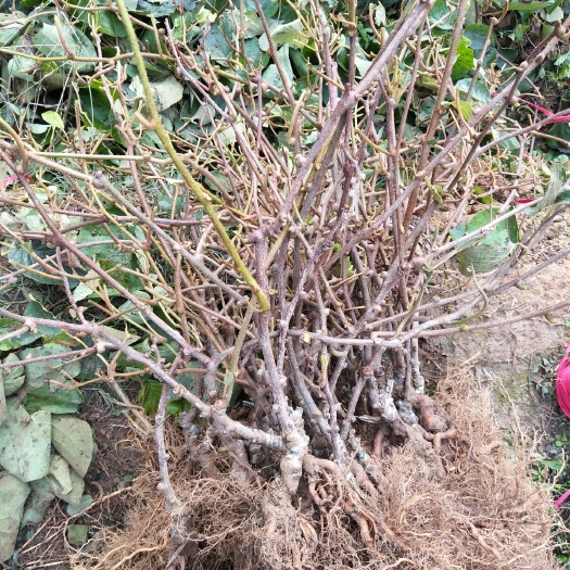 苍溪县翠香猕猴桃苗 嫁接苗 