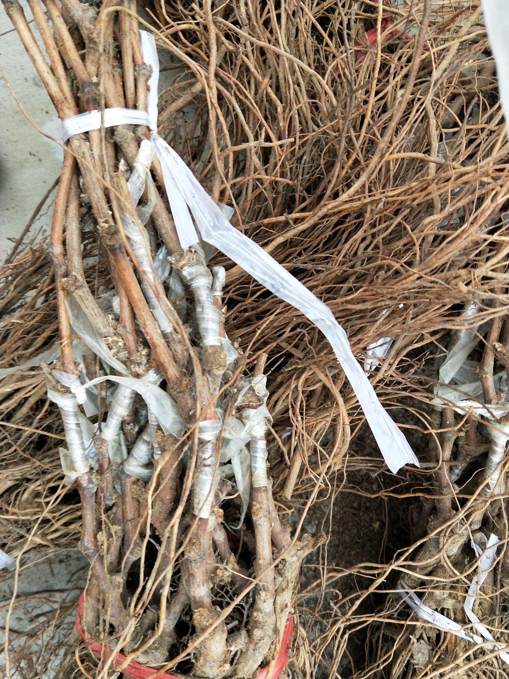 阳光玫瑰葡萄苗  基地直供嫁接阳光玫瑰   保湿邮寄