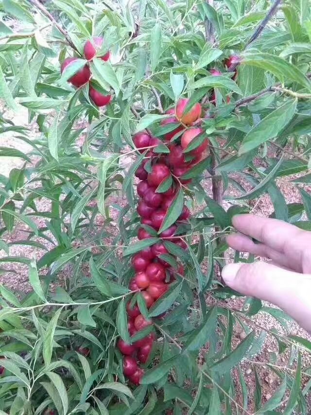 钙果苗 0.5米以下