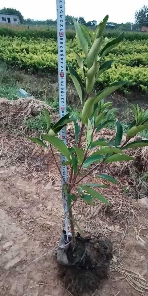 武汉大叶冬青 