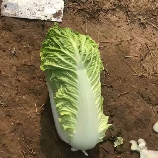 玉田县北京三号大白菜 3~6斤 净菜 