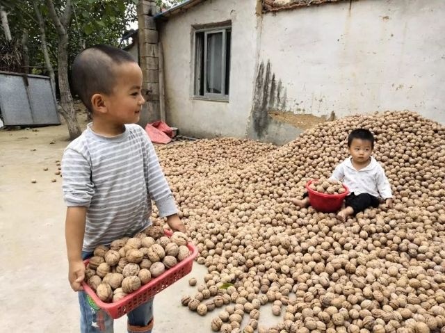 蒙阴县山核桃