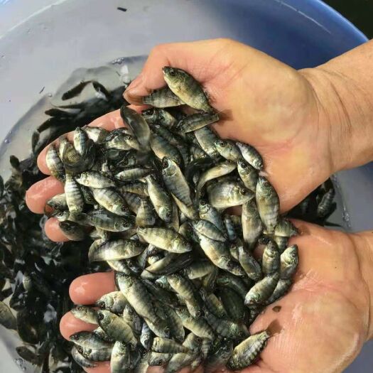 灵山县罗非鱼苗