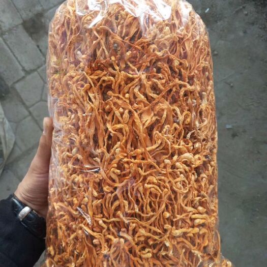 沈阳人工培植虫草花