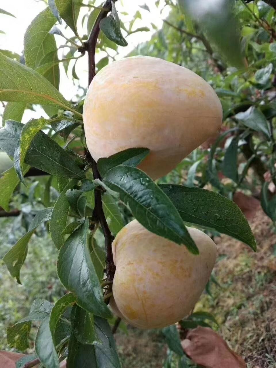 奈李苗  炎陵黄金，李子苗 一颗也签订质保合同