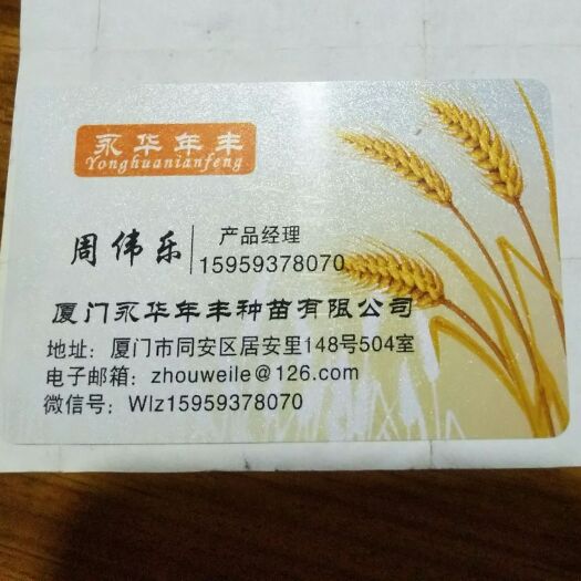 厦门无籽西瓜种子