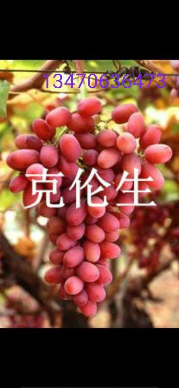 绥中县克伦生葡萄苗