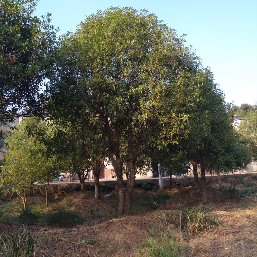 咸宁八月桂  丛生桂花或低分枝桂花