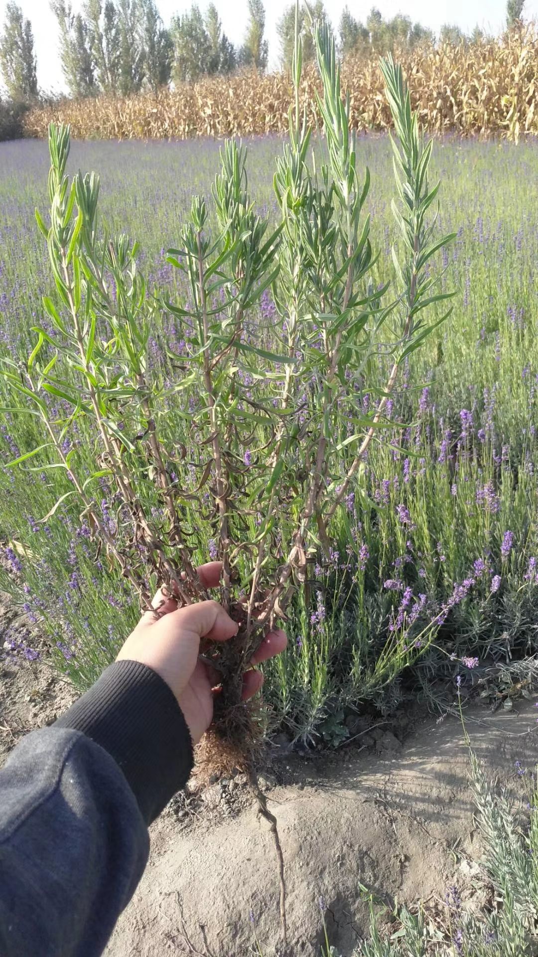 薰衣草苗伊犁种苗产地直发自产自销