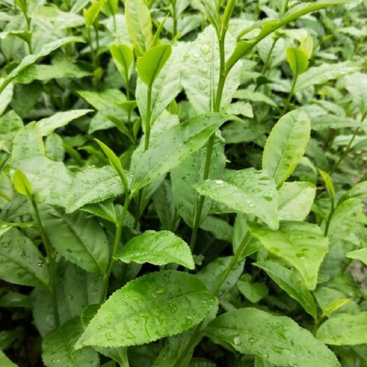 三江县福云6号茶树苗 实生苗 0.5米以下