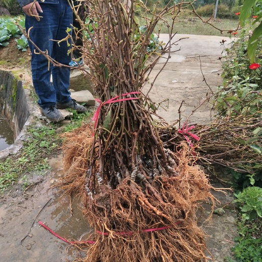 南江县翠香猕猴桃苗 徐香嫁接苗绿心猕猴桃嫁接苗挂果率高，易成活，提供技术。