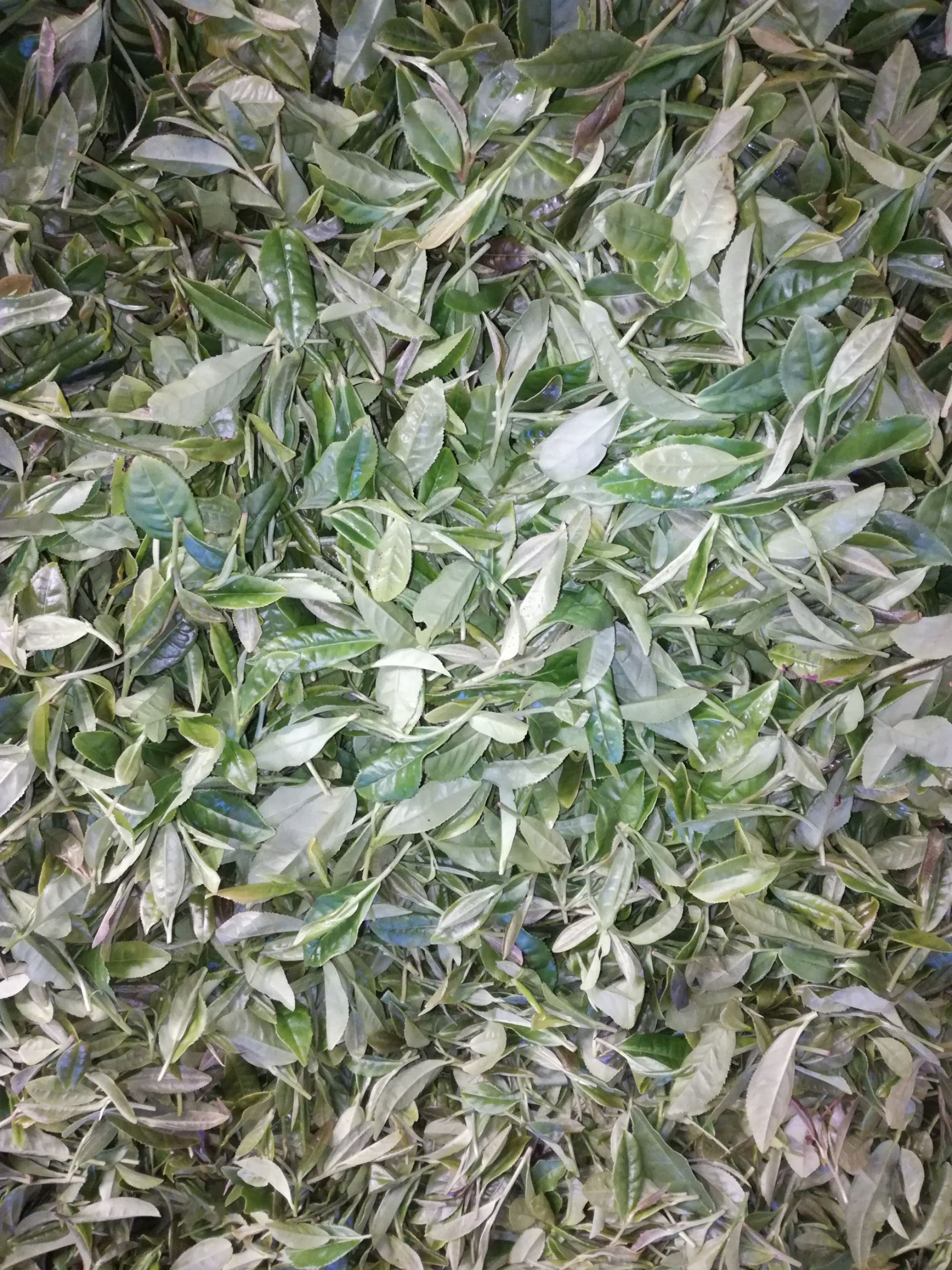 诸城绿茶 散装 一级 