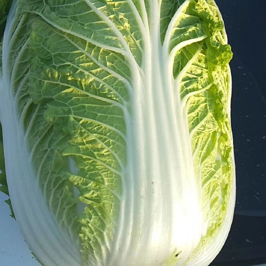 黄心大白菜
