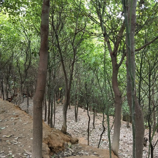 清远全冠香樟