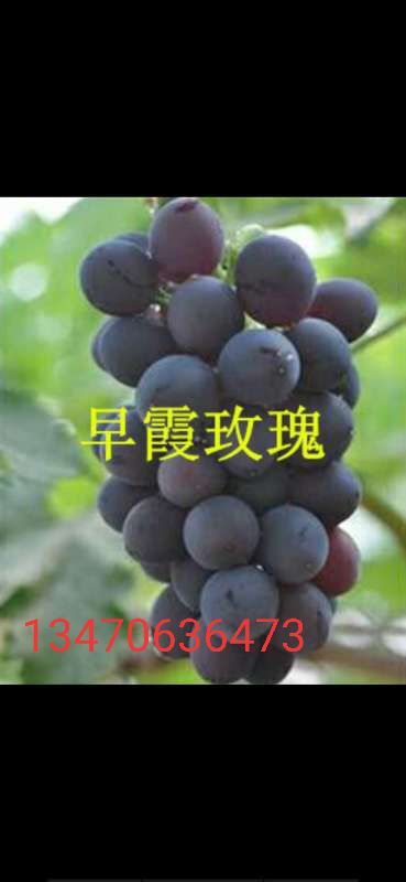绥中县早夏无核葡萄苗