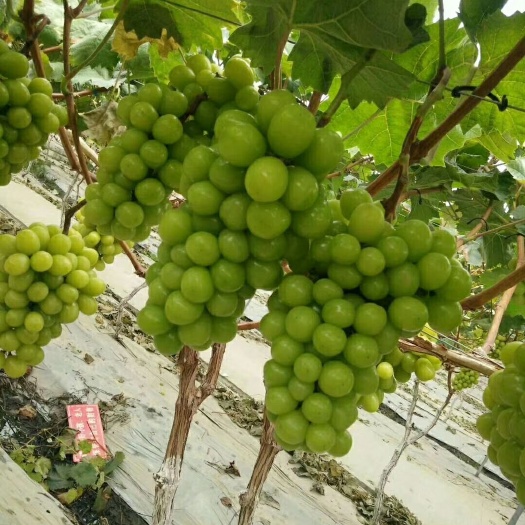 卢龙县阳光玫瑰葡萄苗  基地直供嫁接阳光玫瑰   保湿邮寄