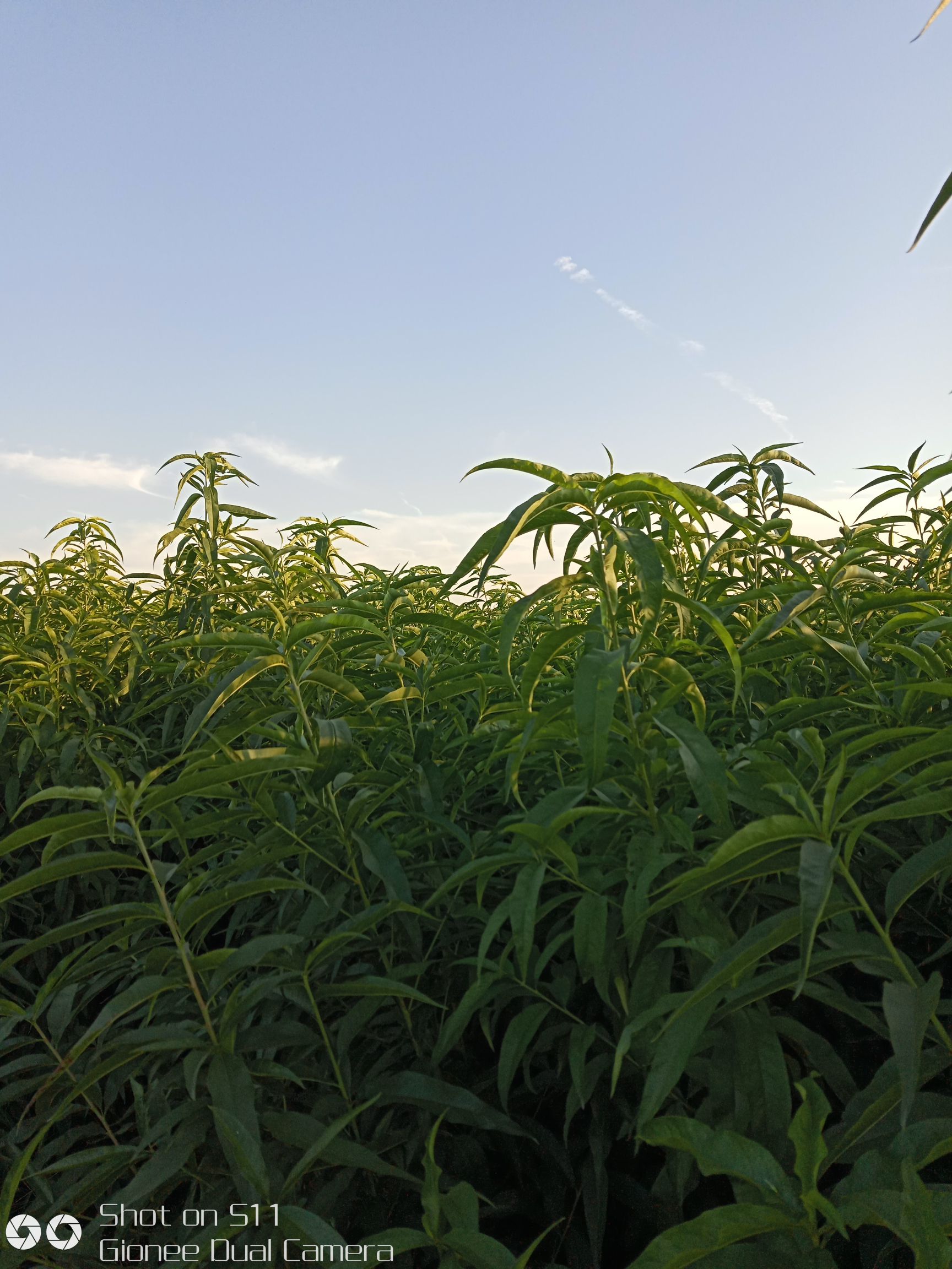 周口嫁接桃树苗 1~1.5米