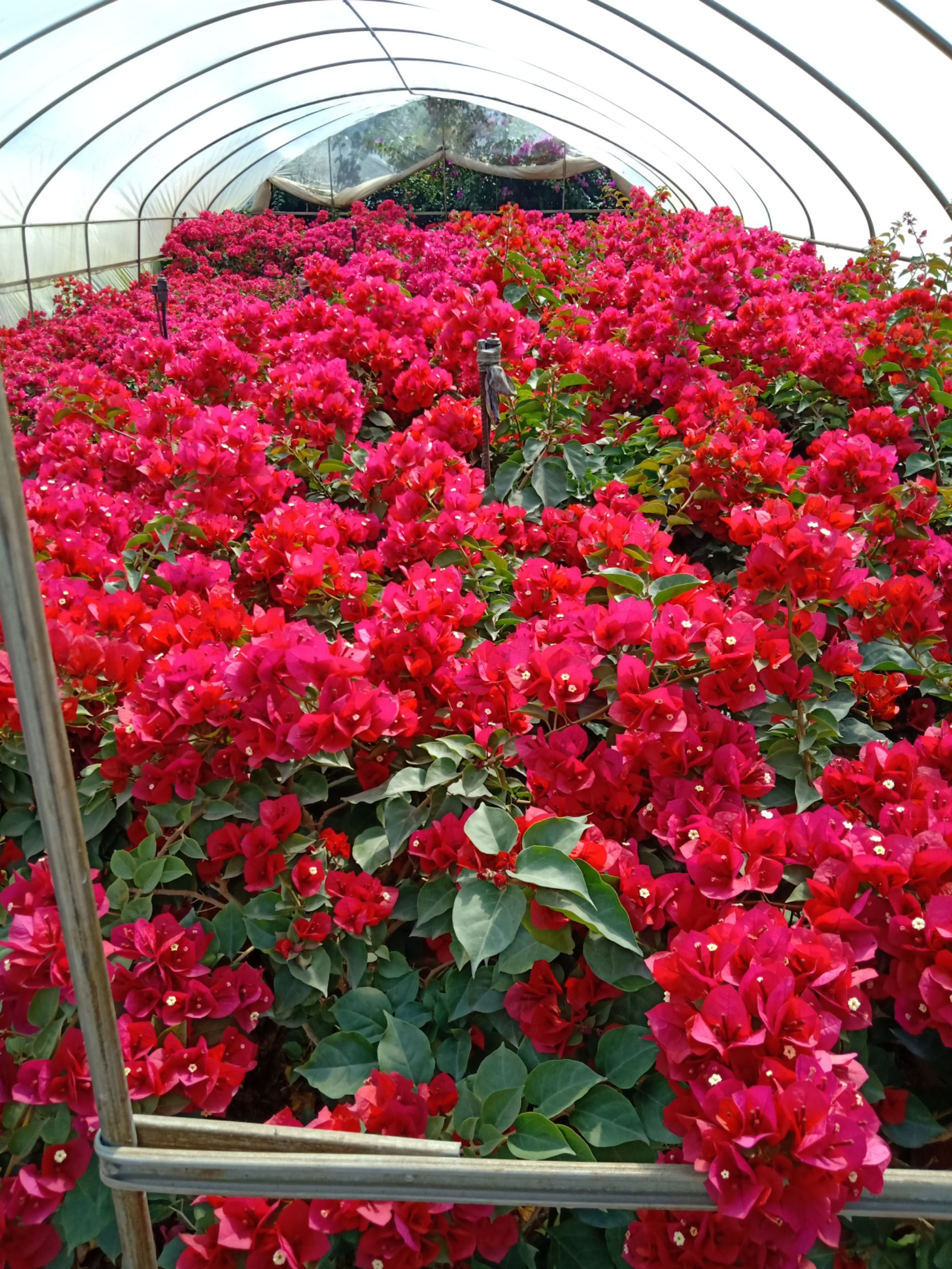 云南昆明地区中国红三角梅批发