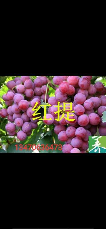 绥中县巨峰葡萄苗