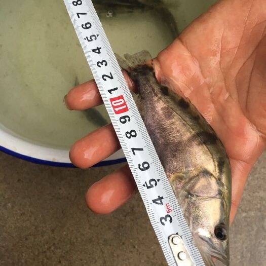  翘嘴桂花鳜鱼苗3两~5两规格齐全贵鱼