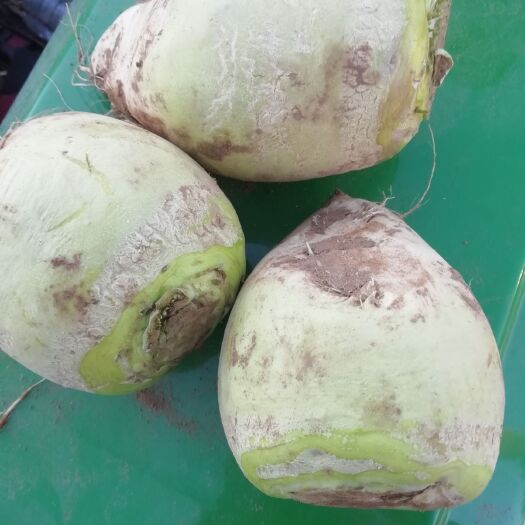赤峰大叶芥菜 货源充足，质量优良