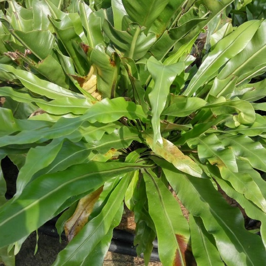 厦门山苏菜